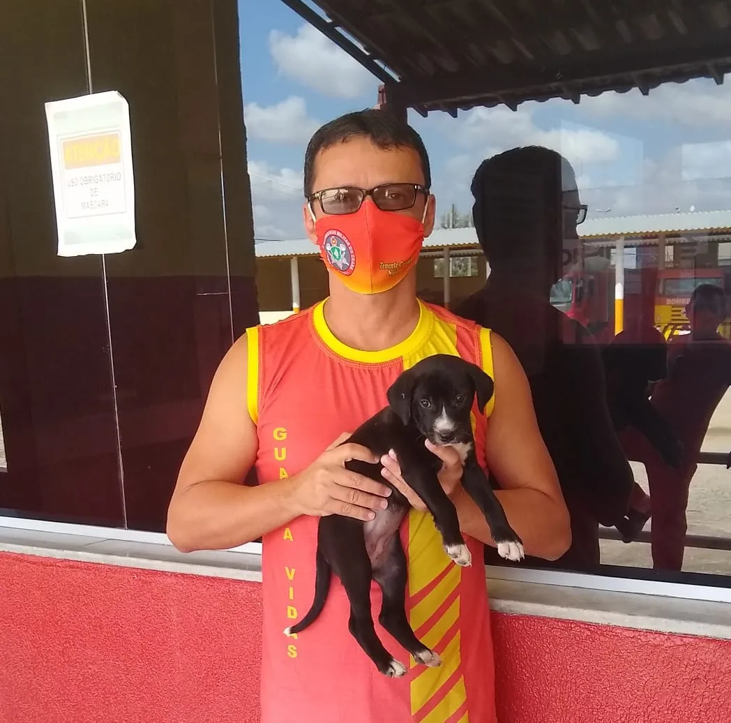 O animal recebeu o nome de Beyoncé e após ser resgatado foi levado para o quartel dos Bombeiros, recebeu água e alimentação.