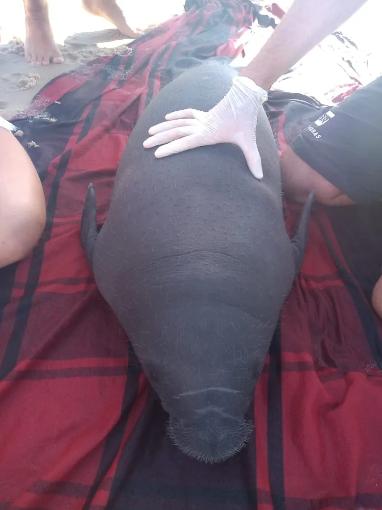 Filhote de peixe-boi resgatado na Praia do Morro Branco