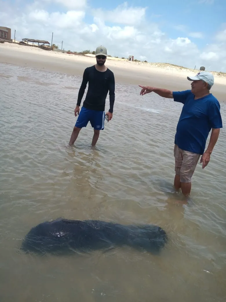 Filhote de peixe-boi resgatado na Praia do Morro Branco