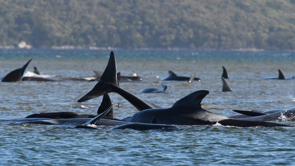 fotografia de baleias encalhadas