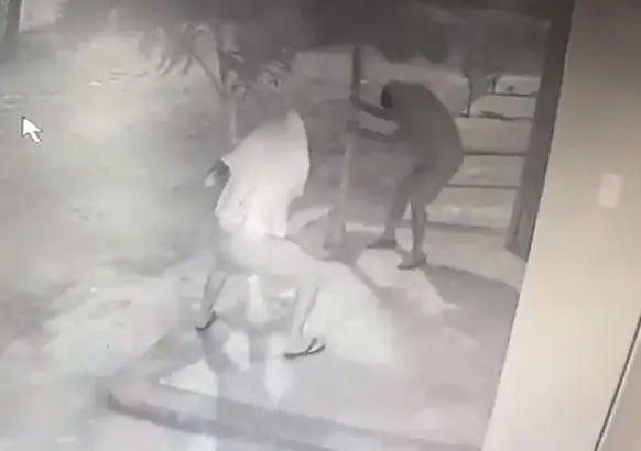 Imagem da notícia Vídeo mostra dupla furtando palmeiras da calçada de casa na Sapiranga