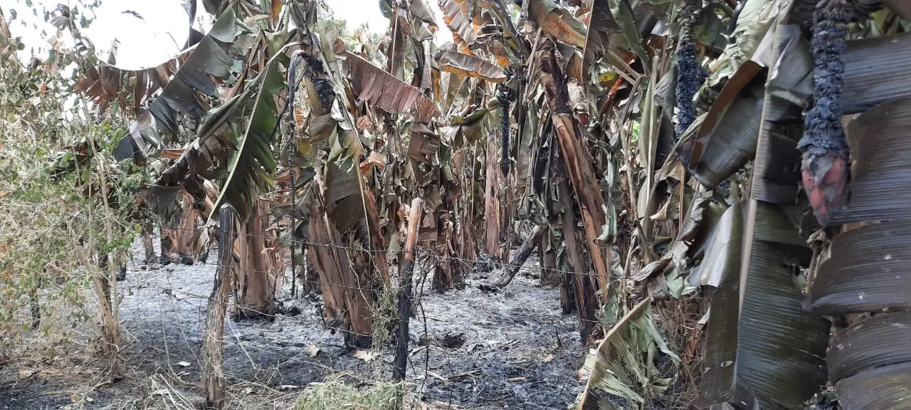 Um bananeiral foi atingido parcialmente e outro totalmente destruído