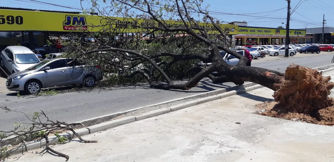 Árvore cai sobre três veículos na Avenida José Bastos, em Fortaleza.