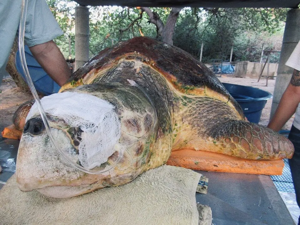 Foto mostra tartaruga