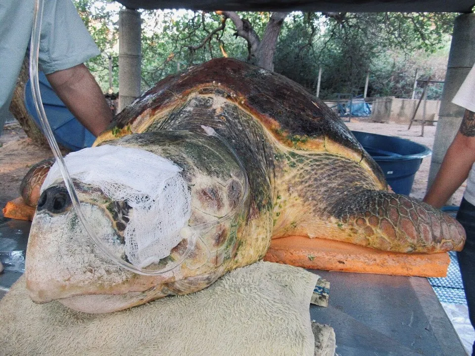 Animal teve de ser transferido por falta de base de reabilitação em Fortaleza