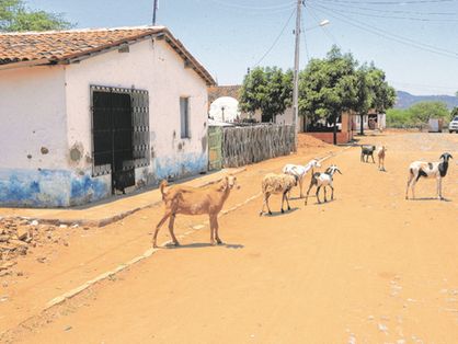 Imagem de assentamento rural Morrinhos com cabras e casas