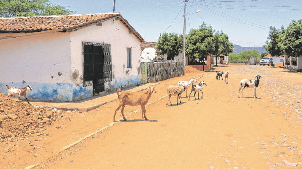 Imagem de assentamento rural Morrinhos com cabras e casas