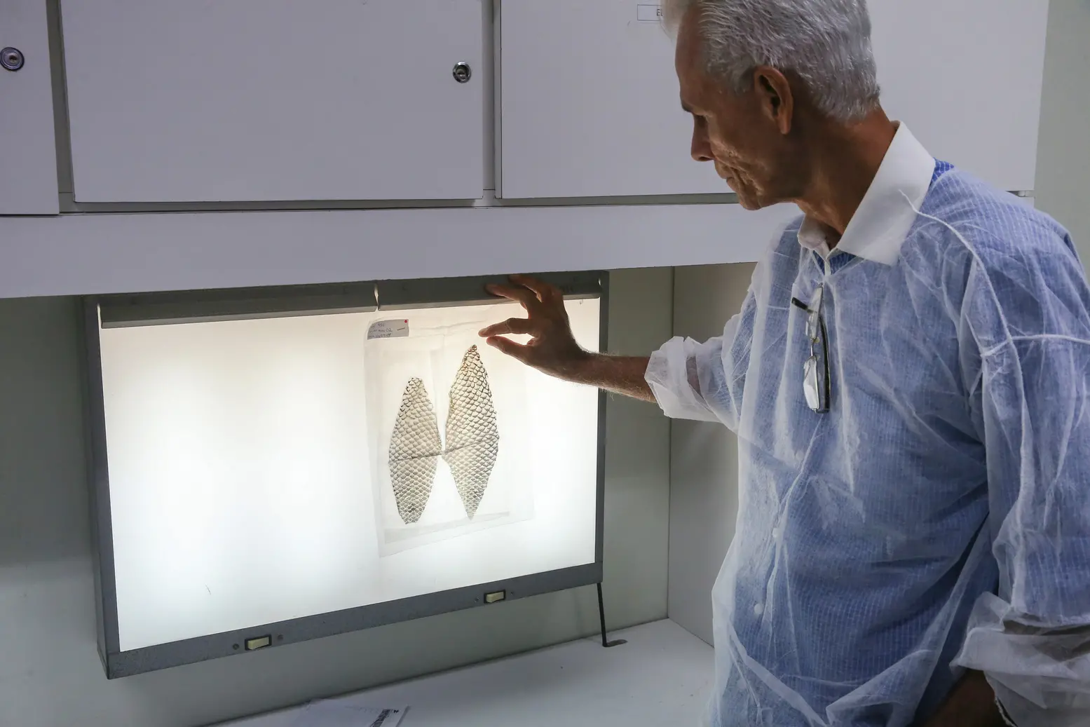 Foto mostra pele de tilápia