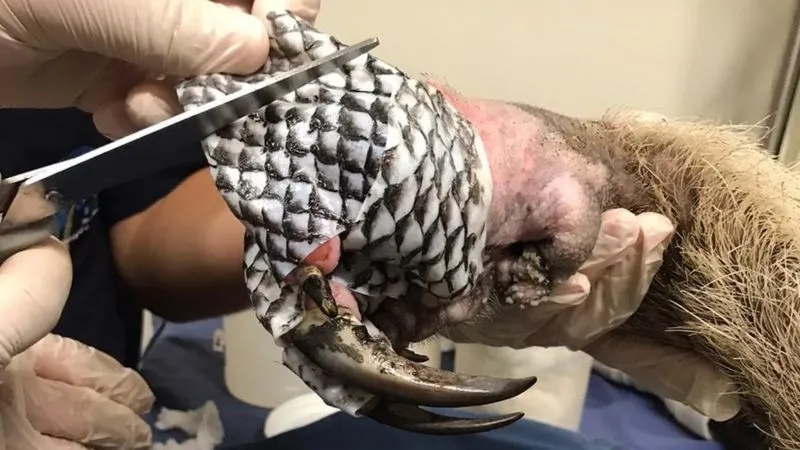 Tamanduá recebe curativo cearense após queimaduras no Pantanal
