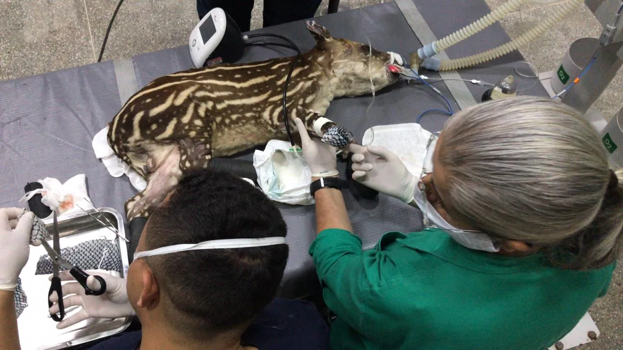 Curativos são aplicados no Hospital Veterinário da Universidade Federal do Mato Grosso