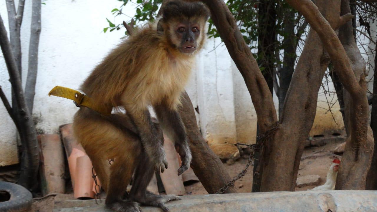 Semace resgata macaco-prego e autua por cativeiro irregular em Trairi -  Governo do Estado do Ceará