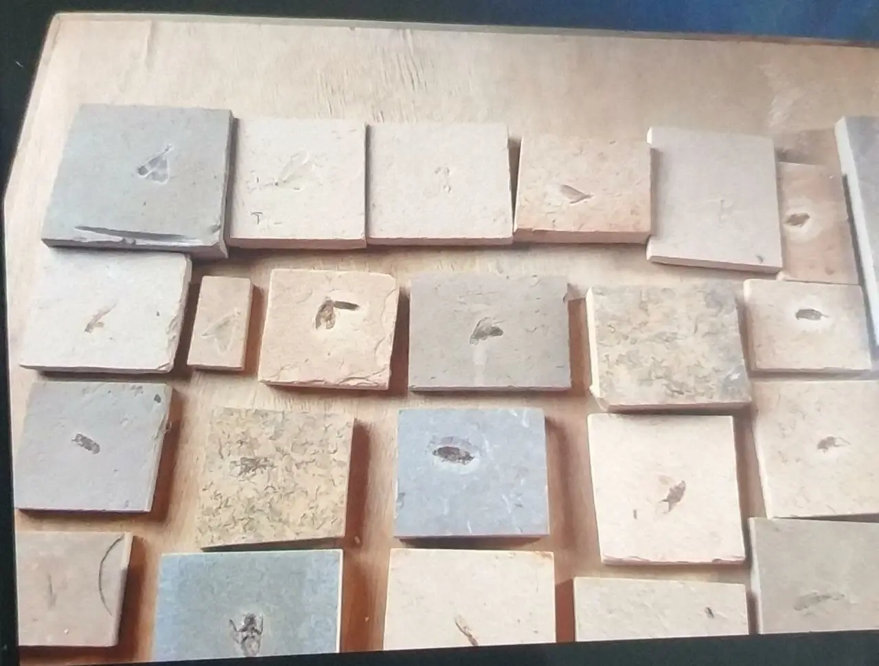 Foto mostra fósseis