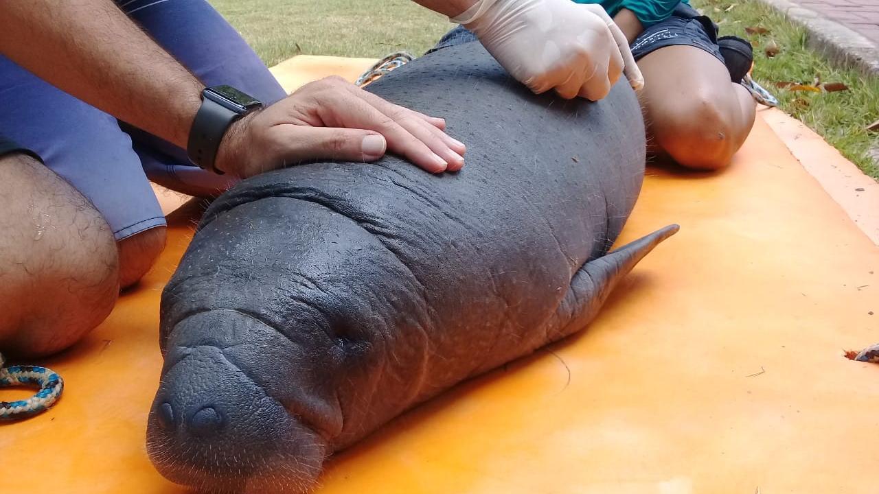 Animal é o quarto encalhado em praias do Ceará