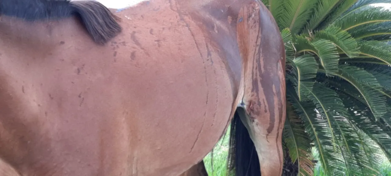 Cavalo espancado e abandonado em praça de Iguatu