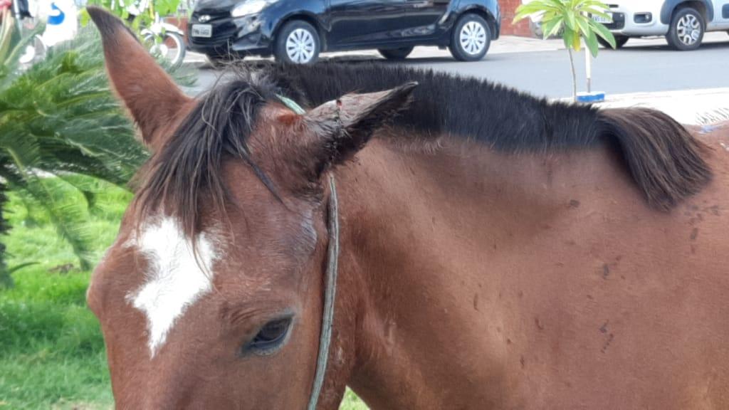 Homem que atirou em cavalo e gravou vídeo é do ES e está sendo procurado  pela polícia de Ecoporanga