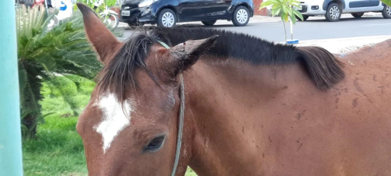 Cavalo espancado e abandonado em praça de Iguatu
