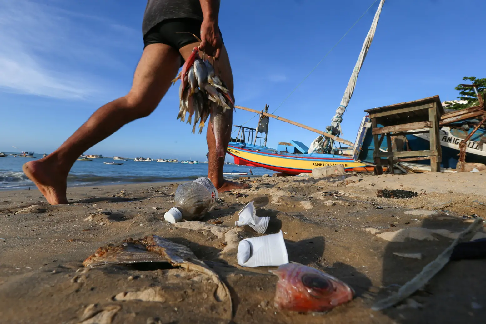 Foto mostra peixes e mar sujo