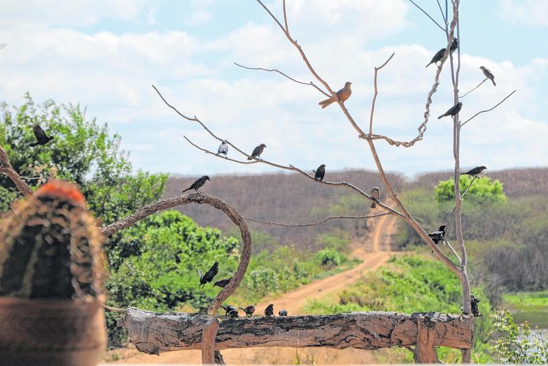 A janela do sítio é montada estrategicamente para a observação e fotografia dos pássaros