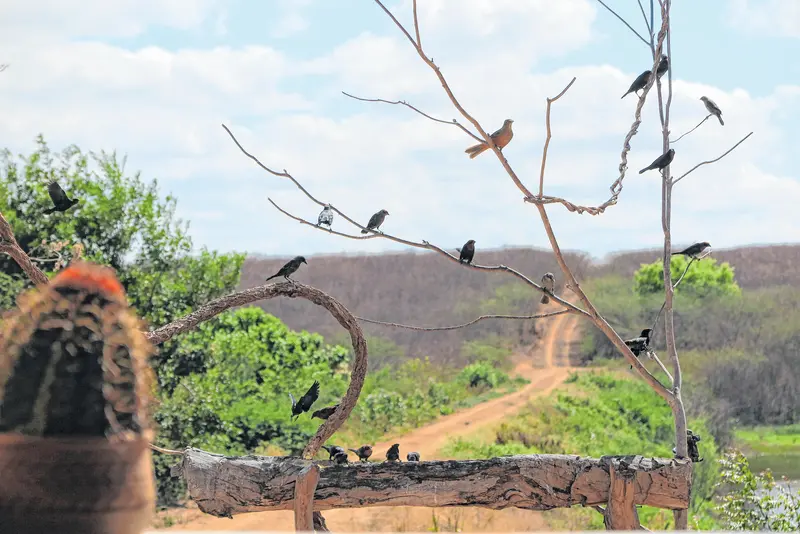 A janela do sítio é montada estrategicamente para a observação e fotografia dos pássaros