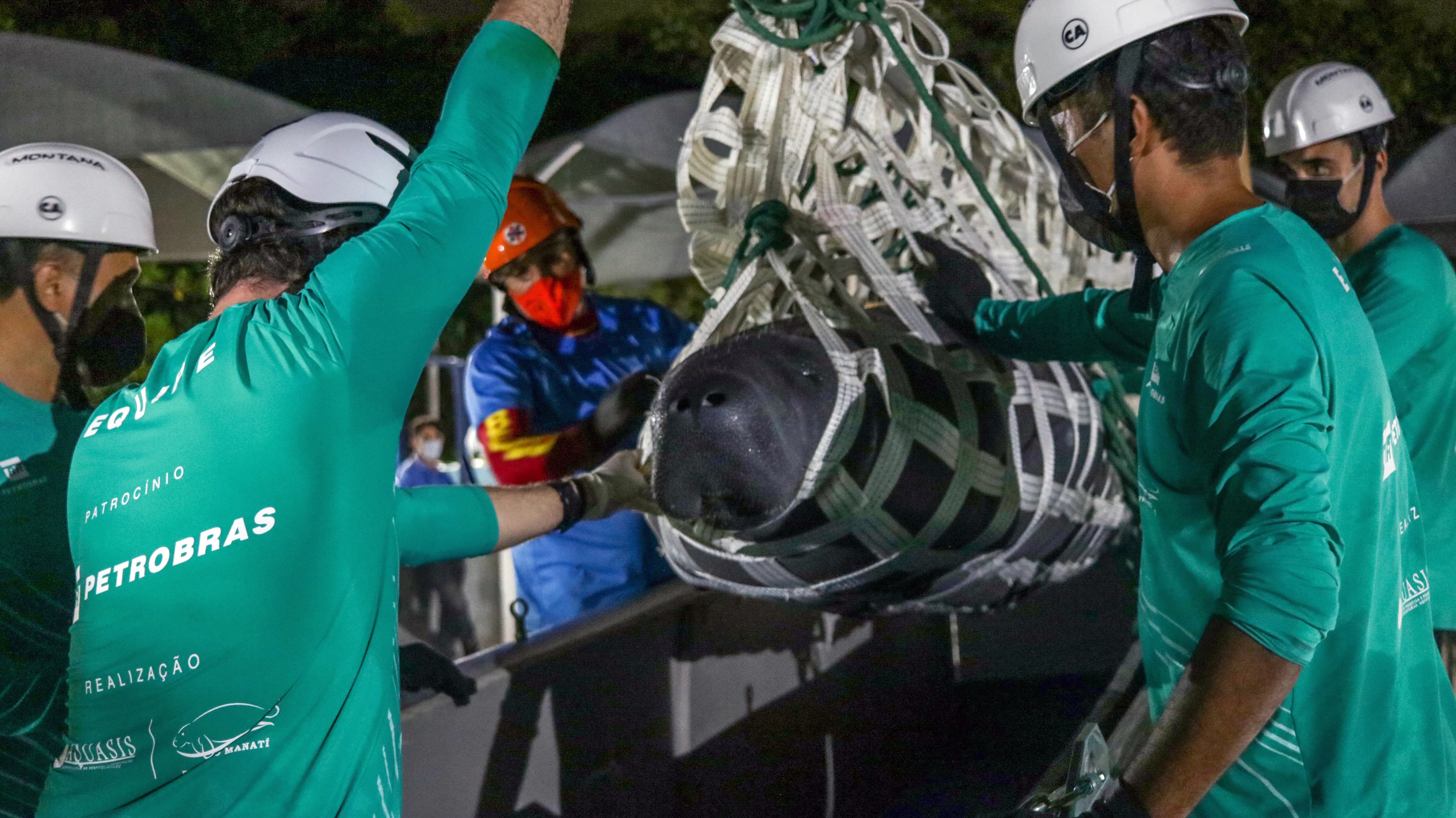 Aclimatação de peixes-boi será em Icapuí