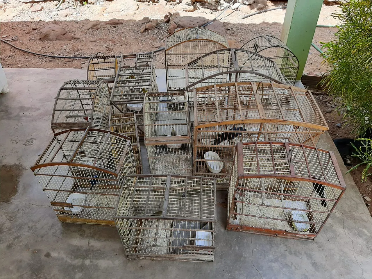 Muitos moradores da região do Cariri ainda mantêm o hábito de criar pássaros em gaiolas
