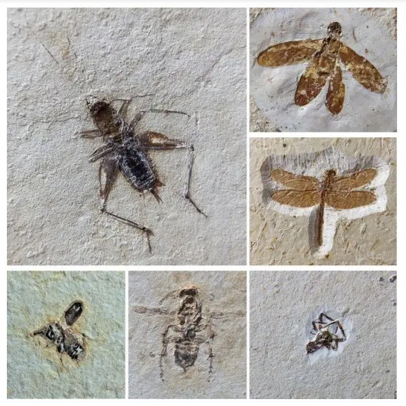 Foto mostra fósseis