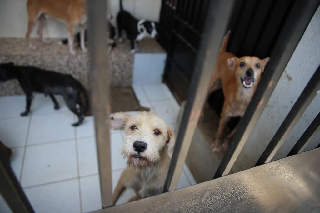 Ação beneficia abrigos de animais carentes em Fortaleza - Dias Melhores -  Diário do Nordeste