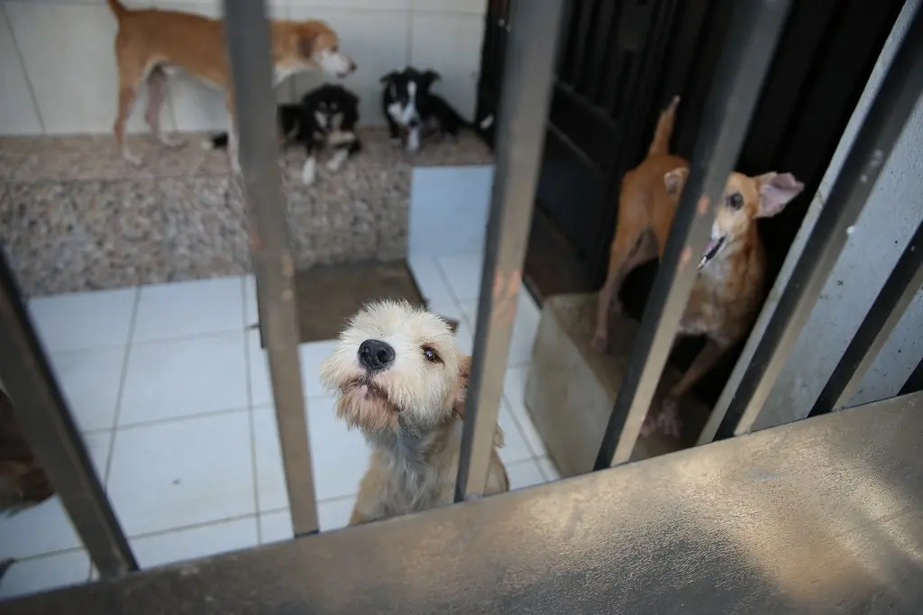 Ao todo, R$ 50 mil foram convertidos em 9 toneladas de rações da Tratto para 13 Organizações Não Governamentais (ONGs) de animais. - Foto: Natinho Rodrigues