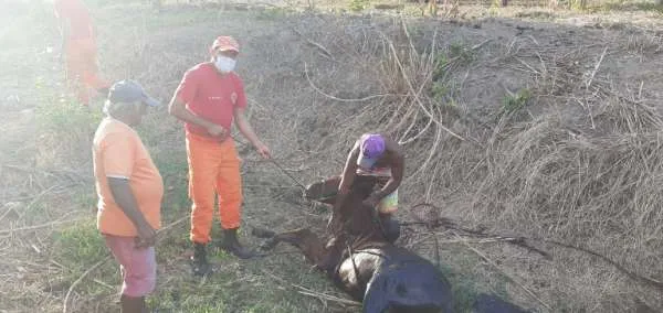 Os agentes fizeram uma amarração no animal, que não teve nenhum machucado