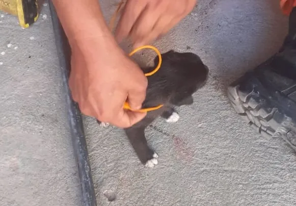 Os caninos foram laçados e içados um a um, por meio de uma haste de ferro