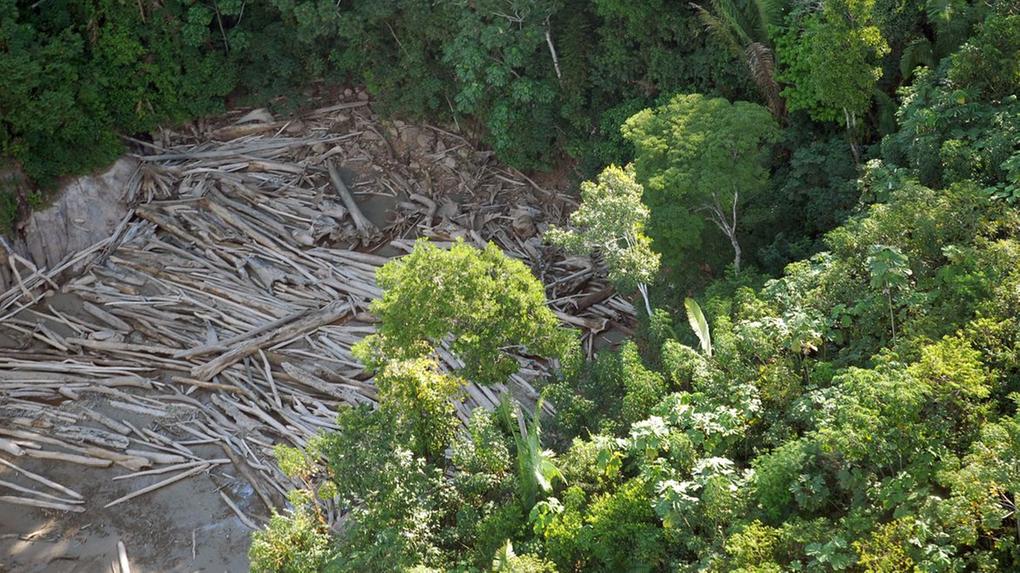 O Pará, estado que lidera o desmatamento, foi responsável por 46,8% do desmate no bioma. Em seguida, aparecem o Mato Grosso, com 15,9%, e o Amazonas, responsável por 13,7% da destruição no período