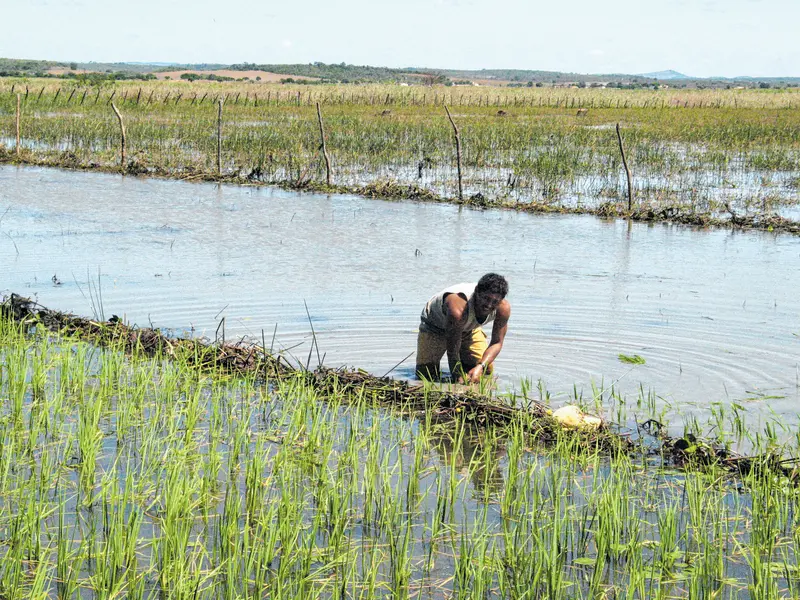 Há duas semanas, o preço da saca de 60kg oscilou entre R$ 100,00 e R$ 110,00. Agora está custando R$ 115