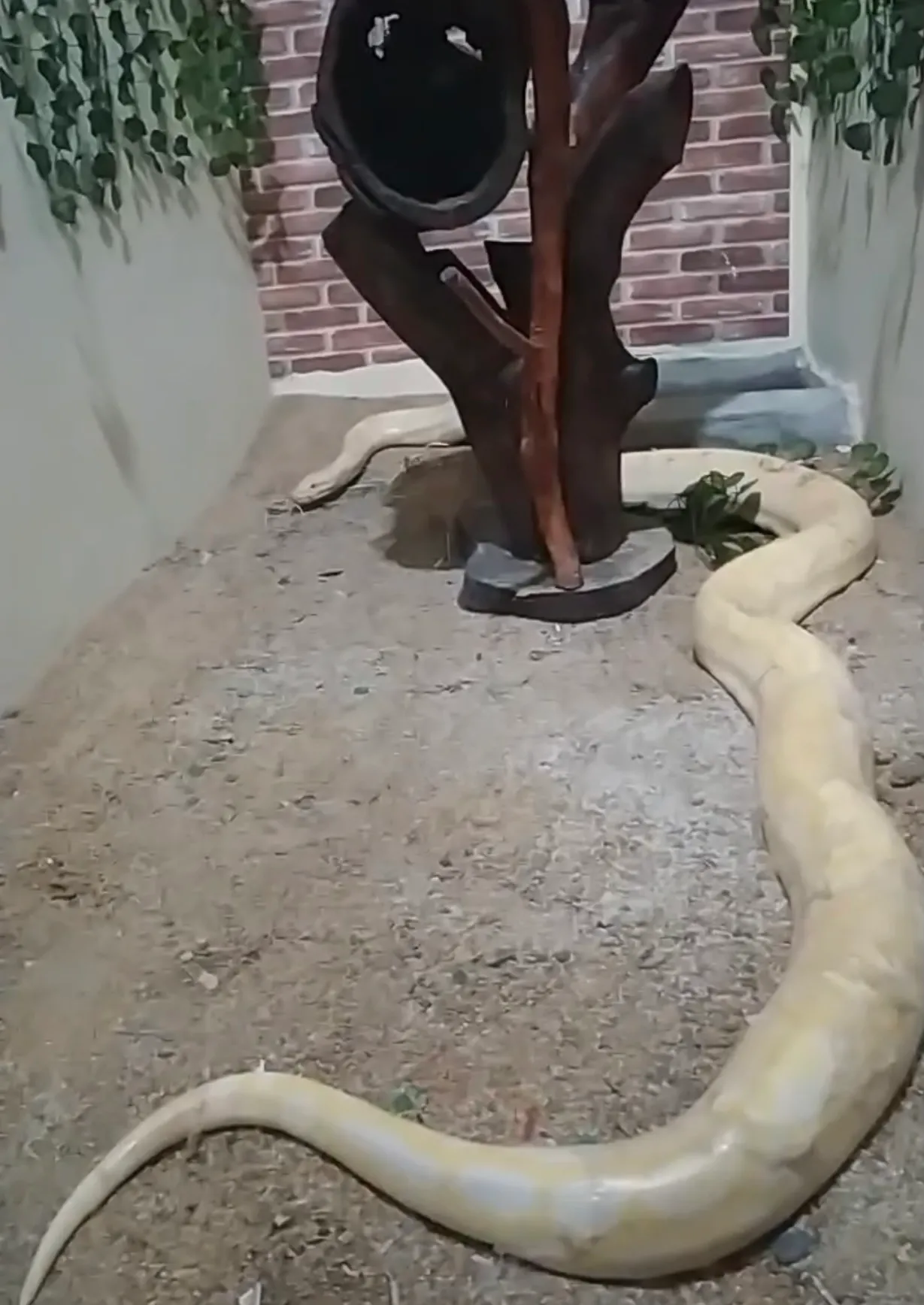 Cobra píton, resgatada em Mucambo, recebe tratamento veterinário em clínica de Sobral