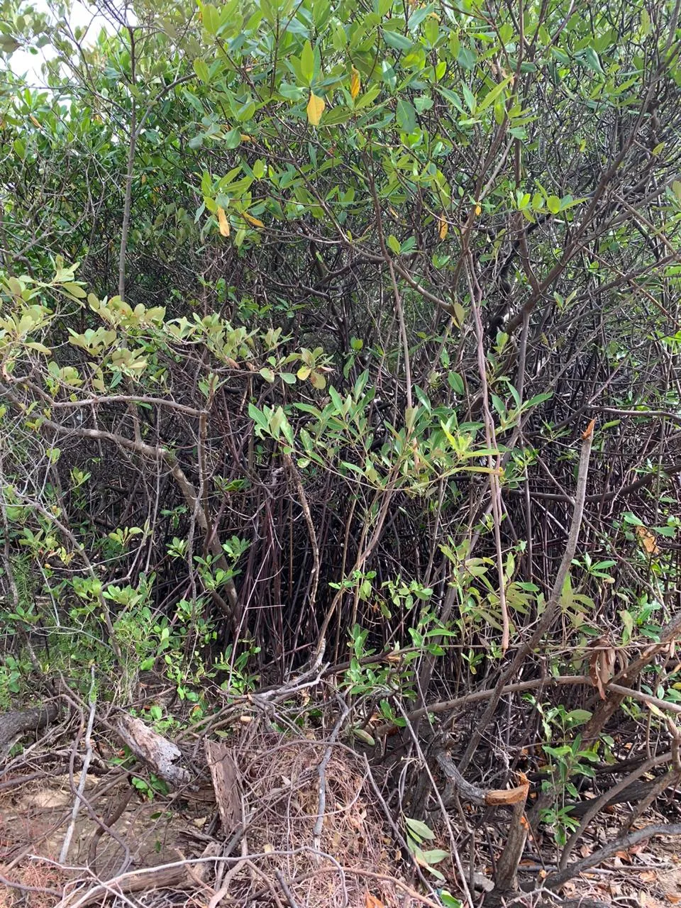 Mangue da Sabiaguaba também é parte estudada pelo Ecomuseu