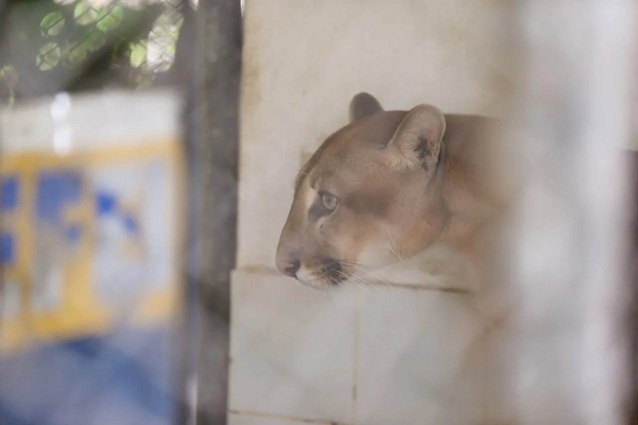 Sansão tem a mesma idade que Leia, e foi para o Zoológico Municipal após ter sido resgatado no município de Reriutaba, infelizmente ele não tem condições de ser reintroduzido na natureza.