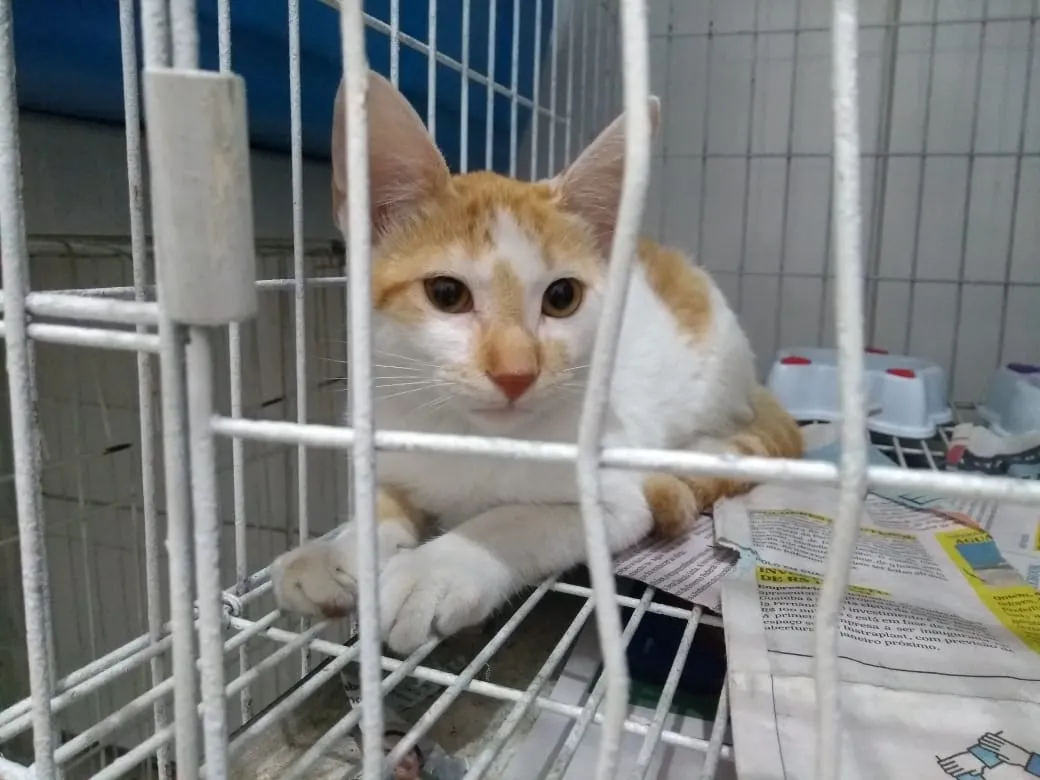 A quantidade de adoções entre os animais acolhidos pela Apata também diminuiu durante a pandemia.