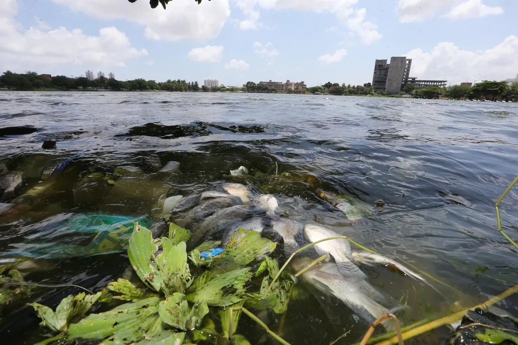 Lagoa do Porangabussu tem acúmulo de lixo, aguapés e peixes mortos.