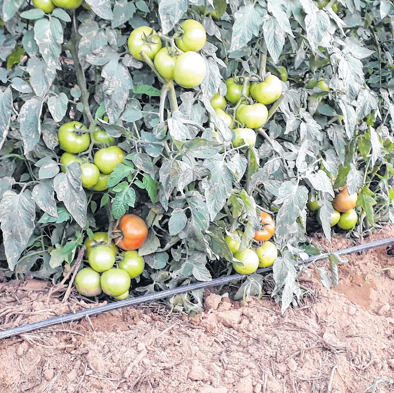 Cultivo em ambiente protegido favorece produção de tomate, cultura bastante vulnerável às pragas