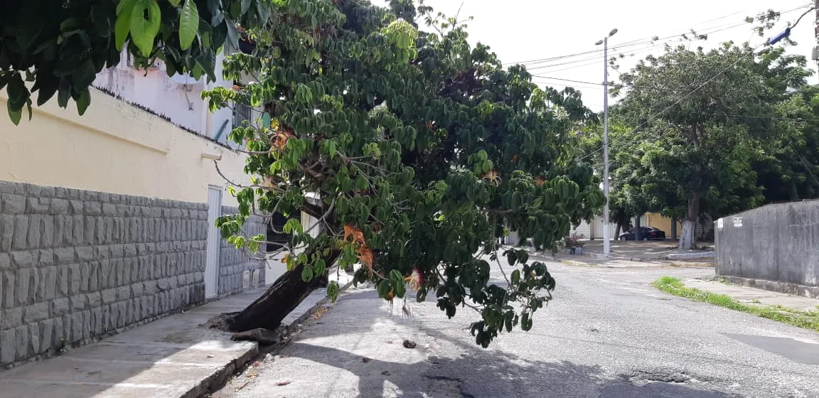 Árvore ficou encostada em fiação antes de cair em rua do Vicente Pinzon, em Fortaleza.