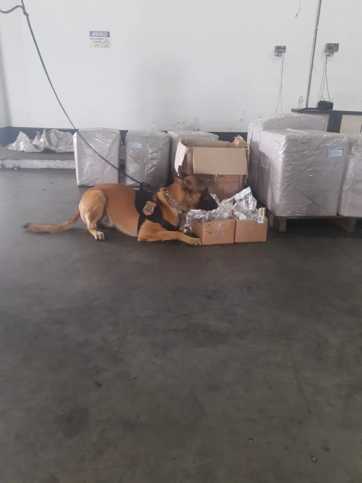 Cão localizou droga escondida nos produtos