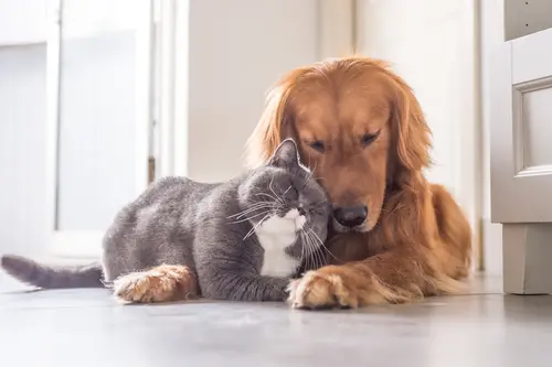 Gato britânico e Golden Retriever se abraçando