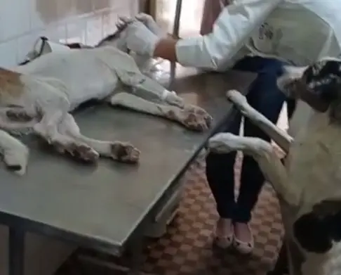 Cachorro em mesa de exame veterinário enquanto outro observa