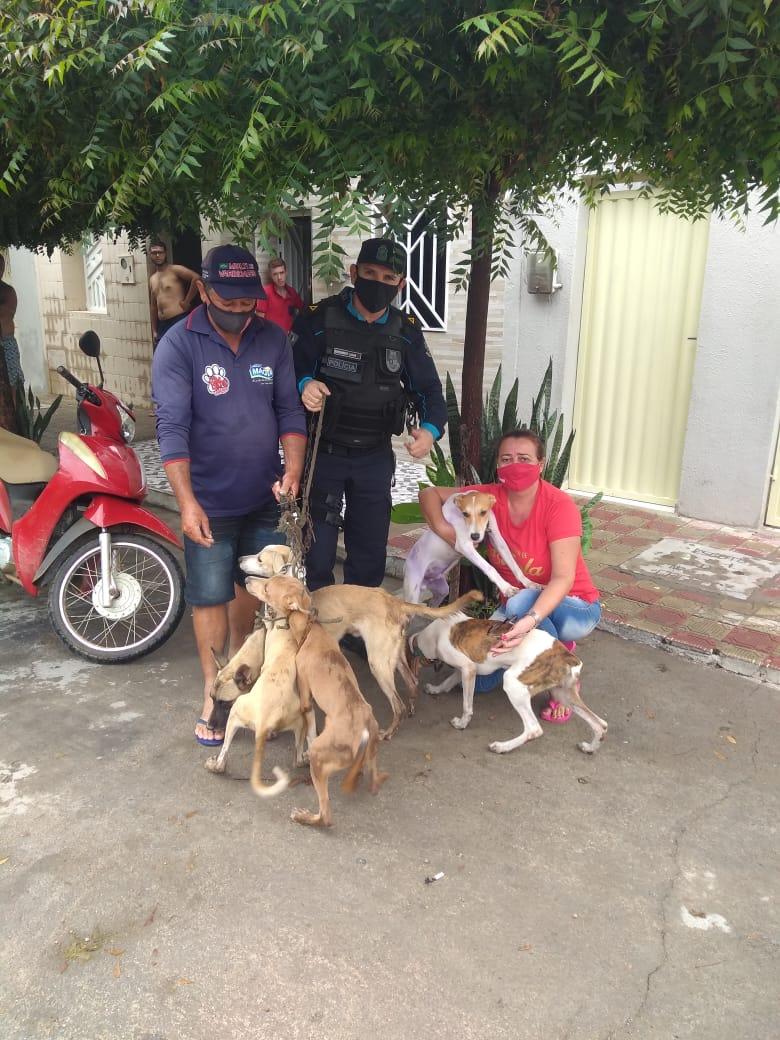 Cachorros resgatados após maus-tratos em Icó