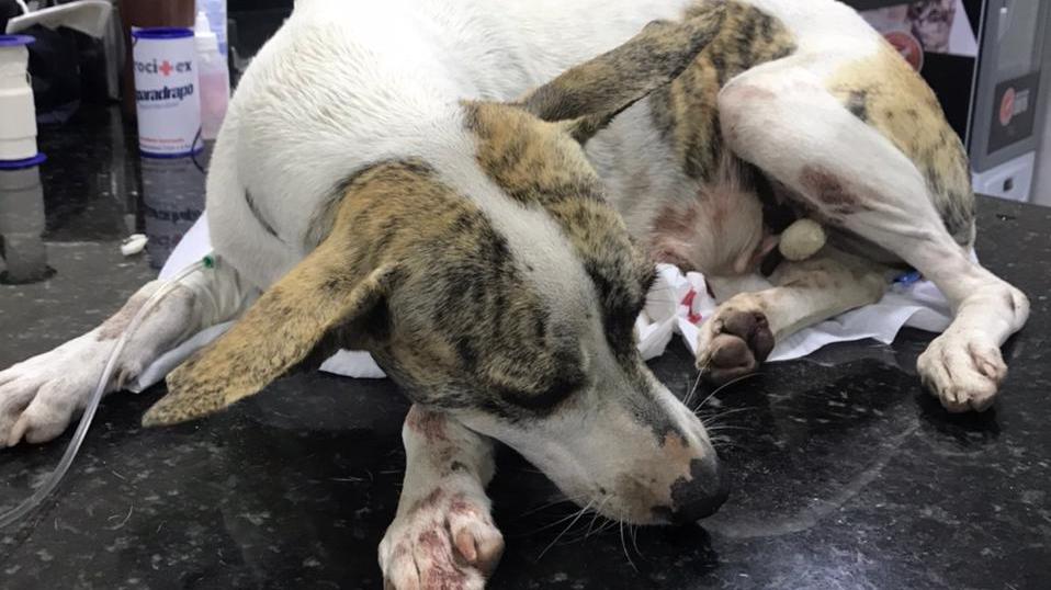 A cadelinha tinha aproximadamente dois anos de idade e sofreu fraturas externas e rompimento do baço, além de outros ferimentos.