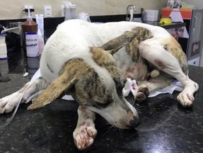A cadelinha tinha aproximadamente dois anos de idade e sofreu fraturas externas e rompimento do baço, além de outros ferimentos.