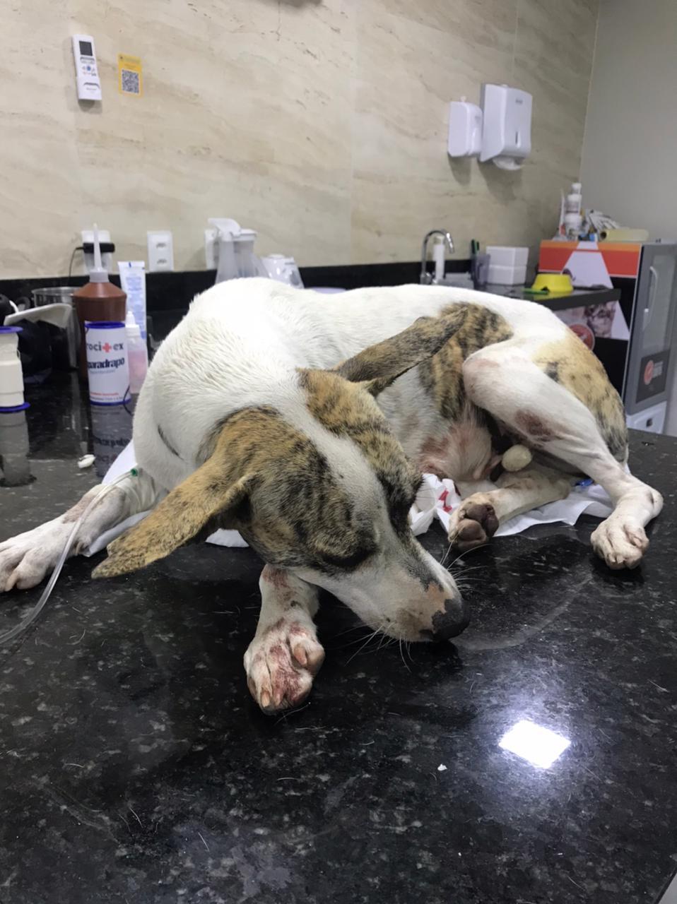 A cadelinha tinha aproximadamente dois anos de idade e sofreu fraturas externas e rompimento do baço, além de outros ferimentos.