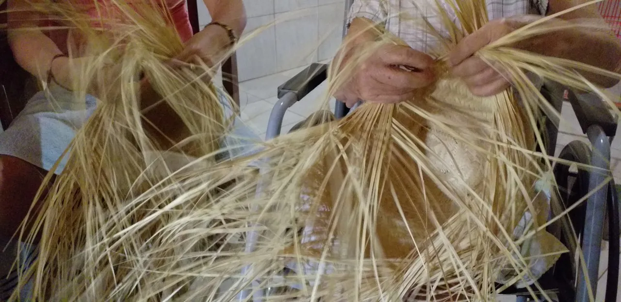 A palha da carnaúba é abundante na região de Pacujá
