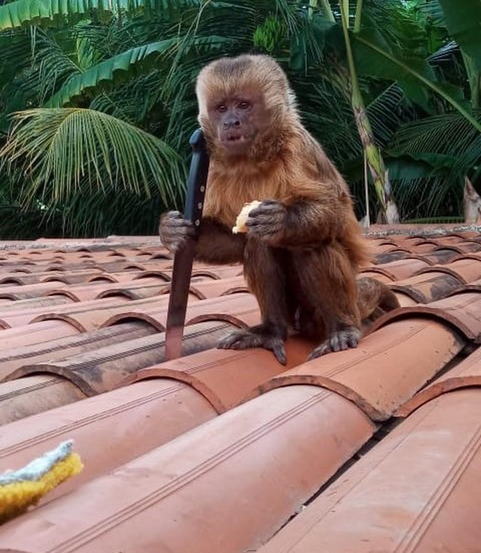 RJ  Macaco-prego invade apartamentos na Gávea para roubar comida