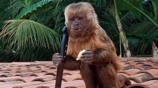 Vida Nova FM - Macacos são flagrados bebendo cerveja e fumando em