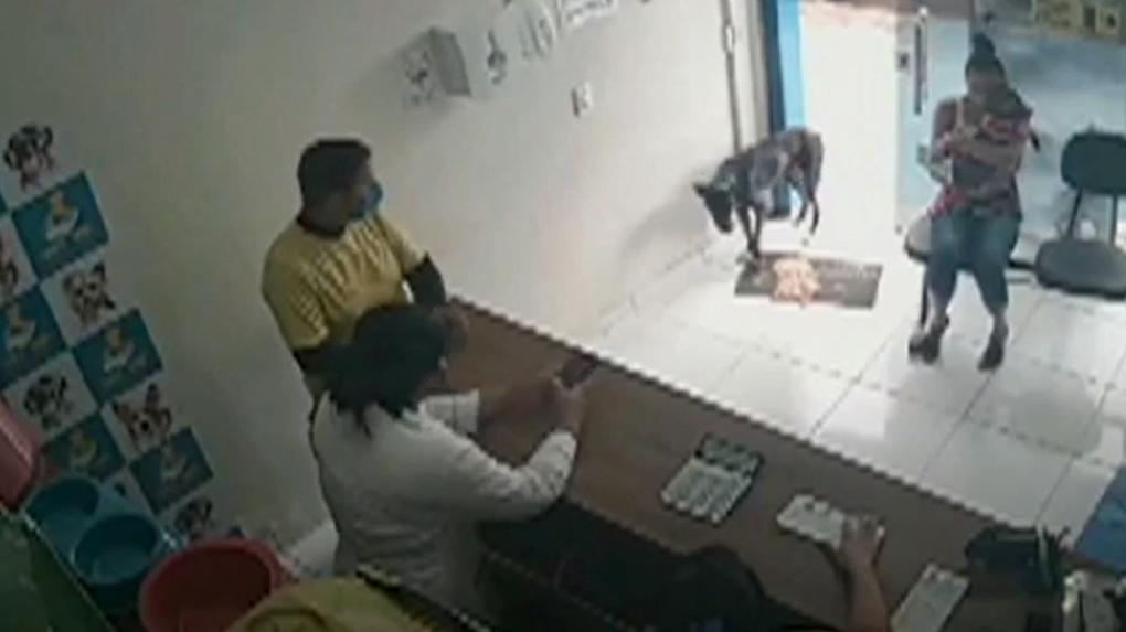 Machucado, cachorro de rua entra em clínica veterinária e mostra a pata